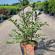 Euonymus alatus 60-80 cm 10L