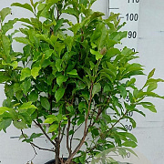 Magnolia 'Susan' 100-125 cm 20L