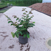 Parrotia persica 80-100 cm 10L