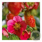 Fragaria Lipstick GM P9