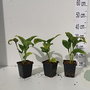 Echinacea p. 'White Swan' GM P9