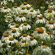 Echinacea p. 'White Swan' GM P9