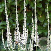 Veronicastrum virg. 'Album' GM P9