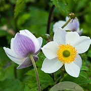 Anemone Elfin Swan GM P9