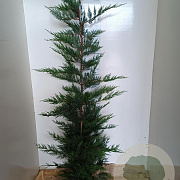Cupressocyparis leylandii 175-200 cm met kluit