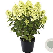 Hydrangea pan. Pandora 50-60 cm p29