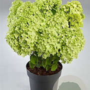 Hydrangea pan. Panorama 50-60 cm p29