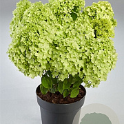Hydrangea pan. Panzola 50-60 cm p29