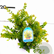 Ilex crenata 'Golden Gem' 20-25 cm 2,0L