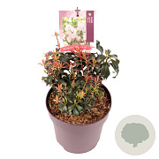 Pieris japonica 'Bonfire' 20-25 cm 2,0L
