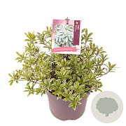 Pieris jap. 'Little Heath' 20-25 cm 2,0L