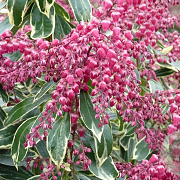 Pieris jap. 'Ralto' 30-35 cm P22