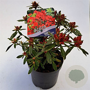 Rhododendron 'Hot Shot Variegata' 20-25 cm 2,0L
