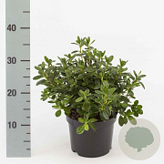 Rhododendron (AJ) 'Pleasant White' 20-25 cm 2,0L