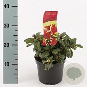 Rhododendron (F) 'Scarlet Wonder' 20-25 cm 2,0L