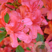 Rhododendron (AJ) 'Signalglühen' 20-25 cm 2,0L