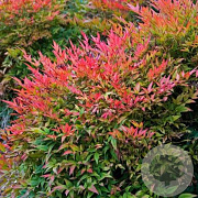 Nandina domestica 'Moonbay' 20-25 cm 2,0L