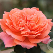 Rosa (T) Amour de Molène gm 4,0L