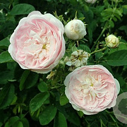 Rosa 'Belle Isis' gm 4,0L