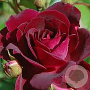 Rosa 'Burgundy Iceberg' GM C3