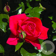 Rosa (K) Climbing Red Flame gm 4,0L