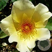 Rosa (H) 'Golden Wings' gm 4,0L