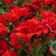 Rosa (F) La Sevillana GM C3