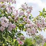 Rosa (K) 'Paul's Him. Musk Rambler' gm 4,0L