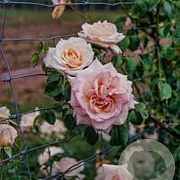 Rosa (K) Penny Lane gm 4,0L