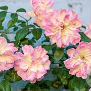 Rosa (K) 'Phyllis Bide' gm 4,0L