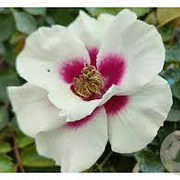 Rosa (F) See You in Purple gm 4,0L