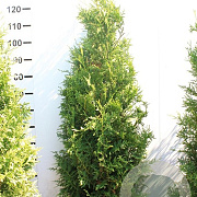 Thuja occ. 'Brabant' 100-125 cm met kluit 30-40 haagplant