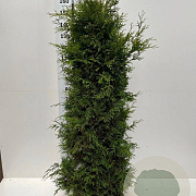 Thuja occ. 'Brabant' 150-175 cm met kluit extra