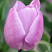 Tulipa 'Candy Prince' 11-12 cm verpakt per 100
