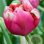 Tulipa Renown Unique 12 cm verpakt per 100