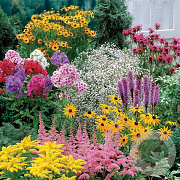 Vaste planten Mix GM P9