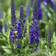 Veronica longifolia ' Deep Blue' GM P9