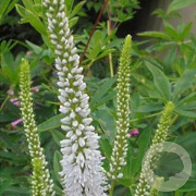 Veronica longifolia 'Alba' GM P9