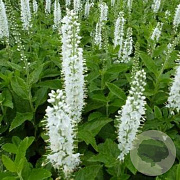 Veronica spicata 'Icicle' GM P9