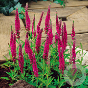 Veronica spicata 'Rotfuchs' GM P9
