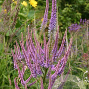 Veronicastrum virginicum 'Adoration' GM P9