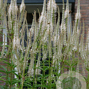 Veronicastrum virginicum 'Diana' GM P9