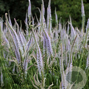 Veronicastrum virginicum 'Lavendelturm' GM P9