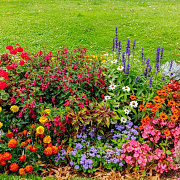 Voorjaarsmix vaste planten GM P9