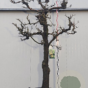 Pyrus communis 'Doyenné du Comice' 30-40HA cont. 130L karakter