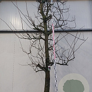 Prunus d. 'Opal' 25-30 cm draadkluit karakter