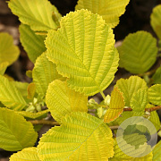 Alnus glutinosa 'Aurea' 300-350 cm draadkluit solitair 3-5 tak