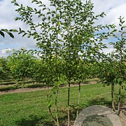 Ostrya carpinifolia 175-200 cm draadkluit meerstammig solitair