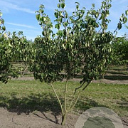 Cornus kousa chinensis 175-200 cm draadkluit meerstammig solitair