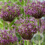 Allium Miami GM P13